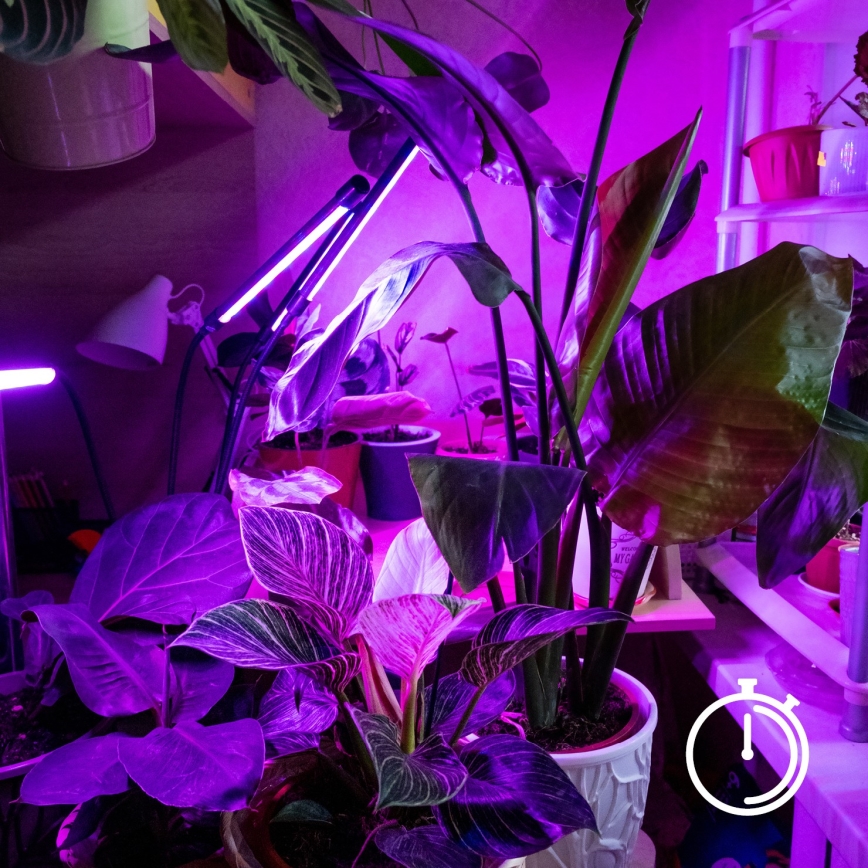 Brilagi - Lámpara de mesa LED regulable y flexible con pinza para cultivo de plantas VITABLOOM 3xLED/10W/230V negro