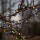 Eglo 472-53 - Cadena LED de Navidad para exteriores BERRY MINI 700xLED/8 funciones 14m multicolor IP44