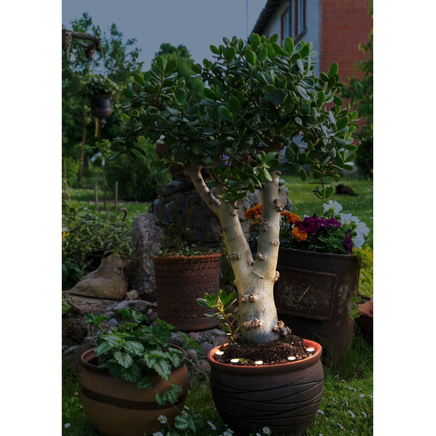 Eglo - Cadena decorativa LED de exterior SPINETOLI 6xLED IP65