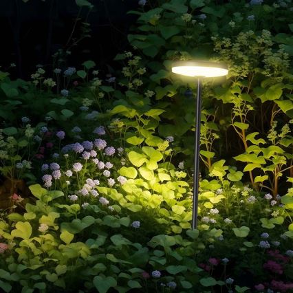 Lámpara LED de exterior LED/12W/230V 3000K IP65 antracita