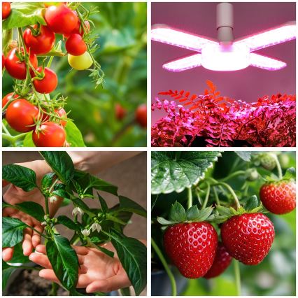 LED Bombilla para cultivo de plantas VITABLOOM E27/40W/230V 1200K - Brilagi