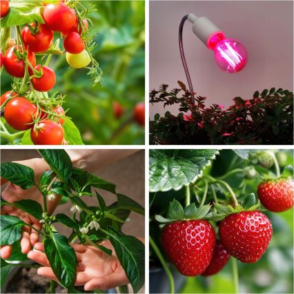 LED Bombilla para cultivo de plantas VITABLOOM E27/8W/230V 1200K - Brilagi