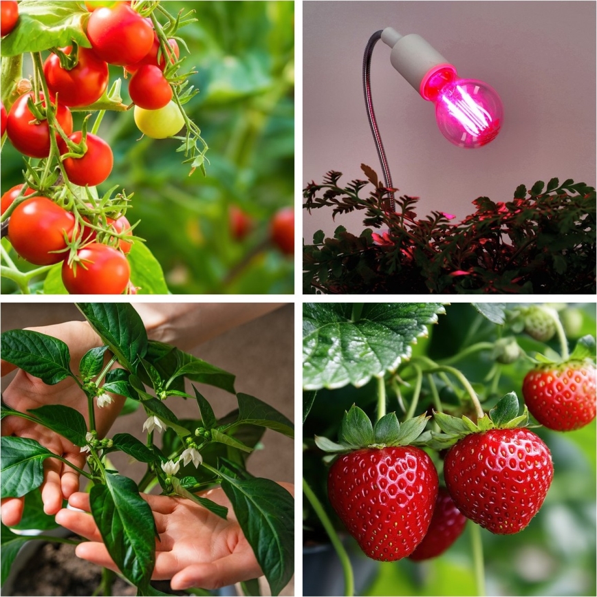 LED Bombilla para cultivo de plantas VITABLOOM E27/8W/230V 1200K - Brilagi