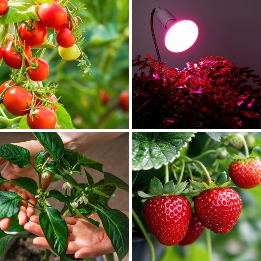 LED Bombilla para cultivo de plantas VITABLOOM E27/9W/230V 1200K blanco - Brilagi