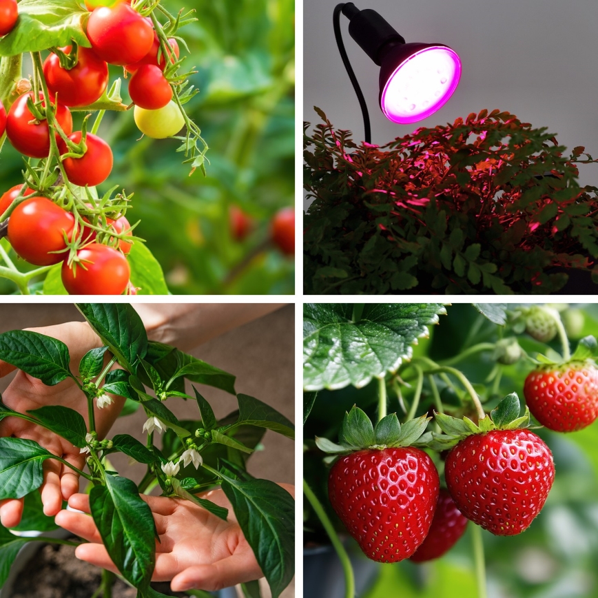 LED Bombilla para cultivo de plantas VITABLOOM E27/9W/230V 1200K negro - Brilagi