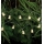 Markslöjd 702991 - Cadena de Navidad LED NALLE 10xLED/3xAA 1,7m blanco cálido
