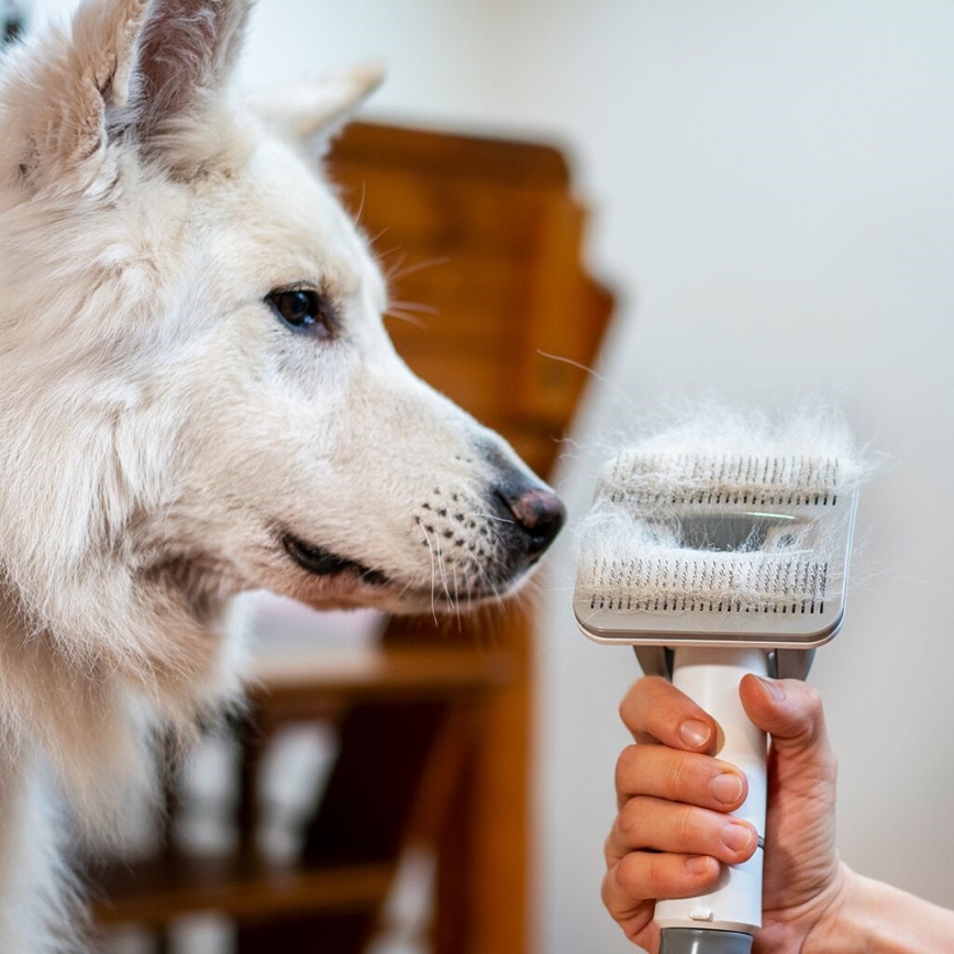 TESLA Electronics PetCare - Kit de aseo para mascotas 300W/230V