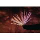 Twinkly - LED RGB Regulable exterior poinsettia SPRITZER 200xLED IP44 Wi-Fi